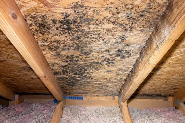 Mold-like growth across attic roof sheathing