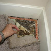 mold-carpet mold-carpet